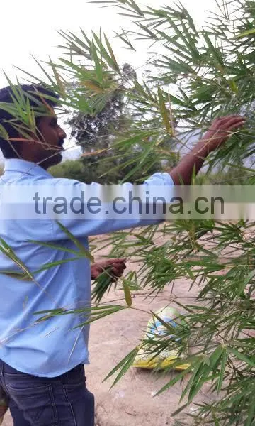 Fresh Bamboo Leaves photo-4