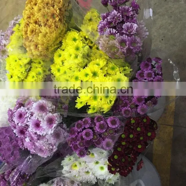 Fresh Cut Chrysanthemums Flower photo-5