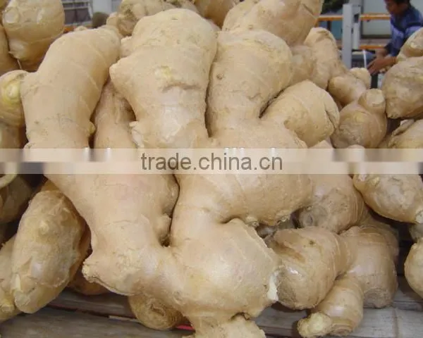 2016 Fresh Ginger photo-3
