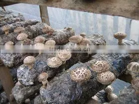 Mushroom Spawn,Shiitake Log,Lentinula Edodes Mushroom photo-5