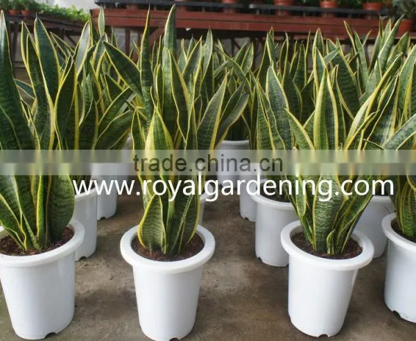 Sansevieria Trifasciata Ornamental Plants