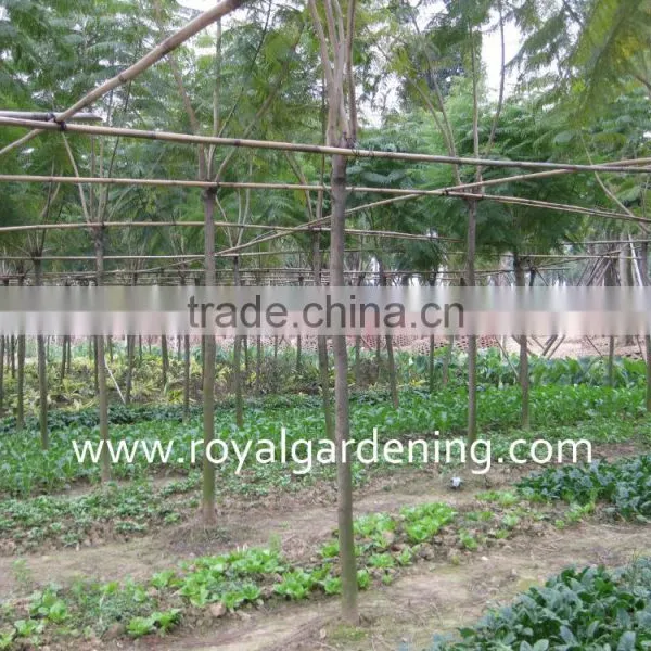 Jacaranda Acutifolia for Tropical Area photo-3