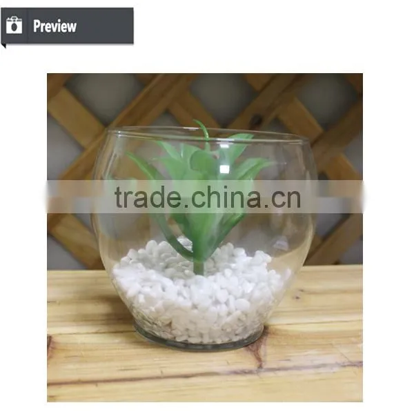 Mini Succulent Plants Bonsai High Quality Succullent Plants photo-3