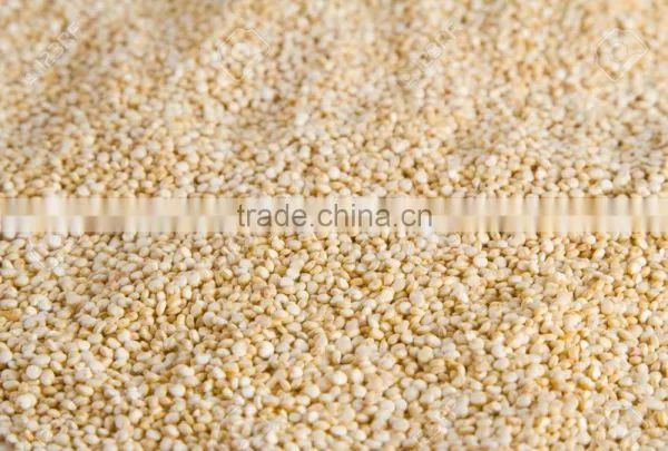 Quinoa Seed