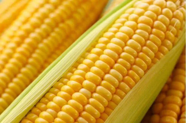 Quality Imported Fresh Sweet Corn Best Price Natural Fresh Sweet Corn Food Prices