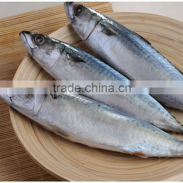 Best Quality Aquatic Product Mackerel for Sale