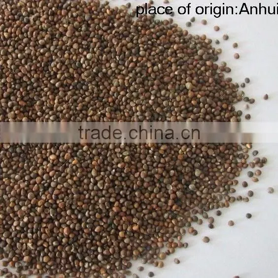 Brown Perilla Seeds Red Perilla photo-2