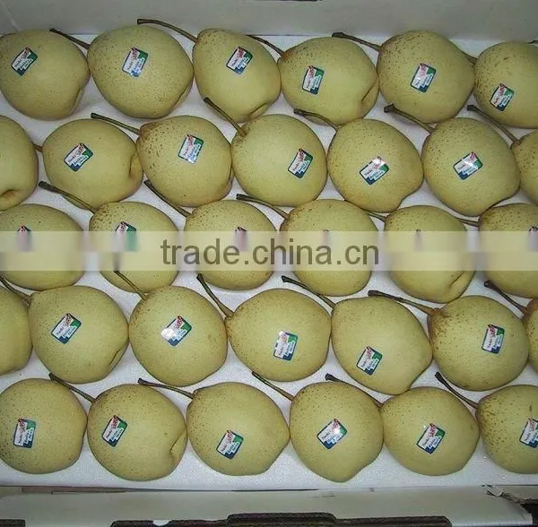 9KG Ya Pear 40-44 Specification photo-6