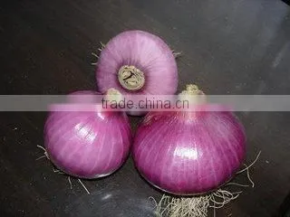 Wholesale Fresh Yellow Onion With Good Quality photo-4