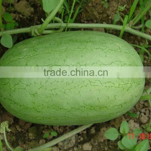 Hybrid f1 Watermelon Seeds-Beautiful Exquisite photo-3