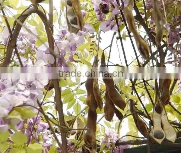 Wisteria Tree Seeds Chinese Wisteria Sinensis Seeds Vine Purple Flowers Bonsai Seeds For Planting photo-6