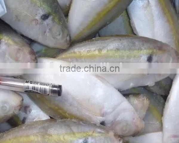 Frozen Thai of Horse Mackerel photo-2