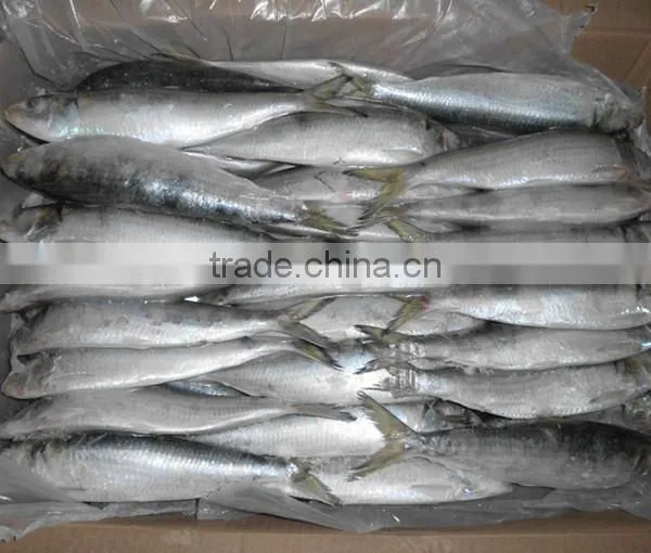 Good Quality for Bait Frozen Sardines photo-3