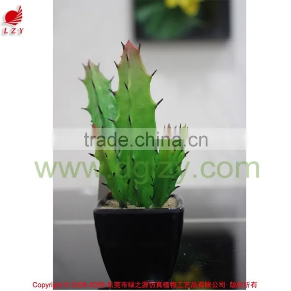Eco-friendly High Quality Potted Succulent Plants Bonsai Cactus Mini Succulent photo-2