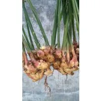 China Fresh Ginger Wholesale photo-3