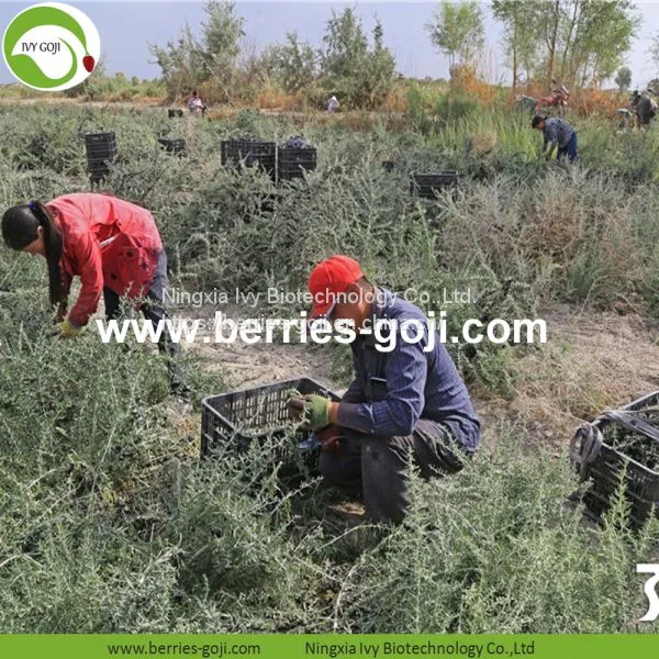 Factory Hot Sale Dried Wild Black Wolfberry photo-4