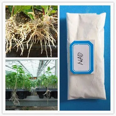 High Purity Plant Growth Regulator 1-naphthaleneacetamide Nad 98%TC photo-3
