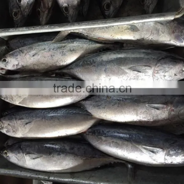 New Catching Seafrozen Bonito photo-6