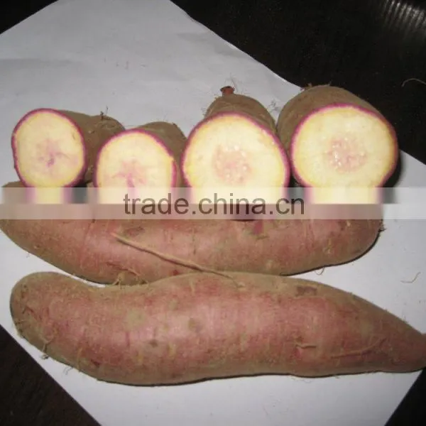 Sweet Potato Fresh Harvest Good Taste Sweet Potato photo-3