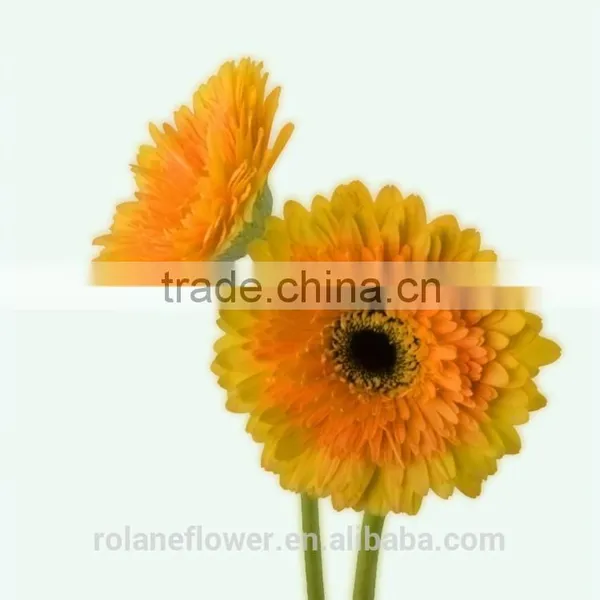Export High Quality Foam Gerbera Flower Gerbera Flower Seeds With 70-80cm Long From Yunnan, China photo-4