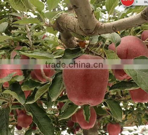 Huaniu Apple/Red Mature Huaniu Apple Factory photo-3