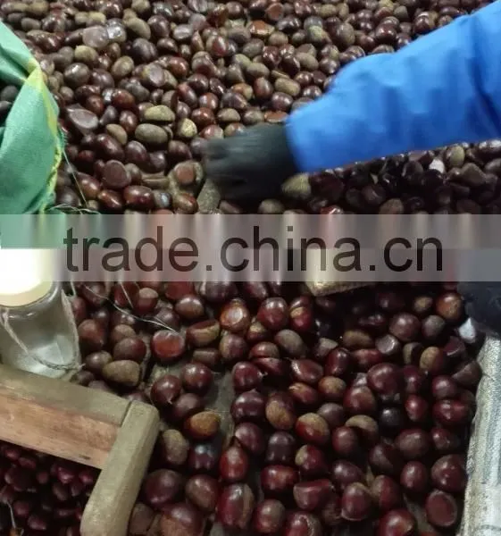 Fresh Chinese Chestnut photo-5