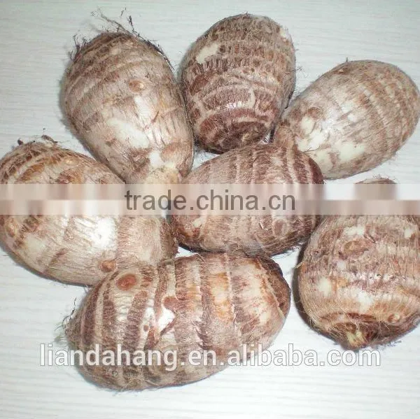 Certified GAP Chinese Frozen Taro & Eddo Root Plant photo-4