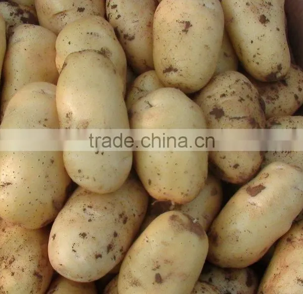 Fresh Bulk Potatoes for Sale 2016 Crop photo-6
