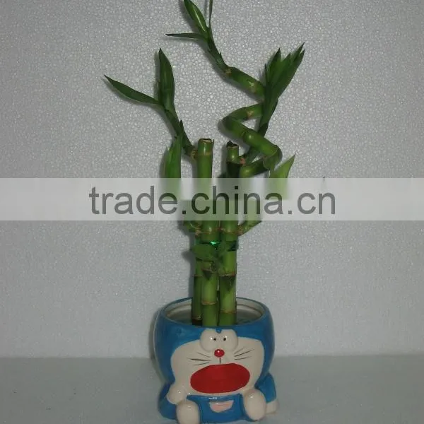 Lucky Bamboo Dracaena Sanderiana