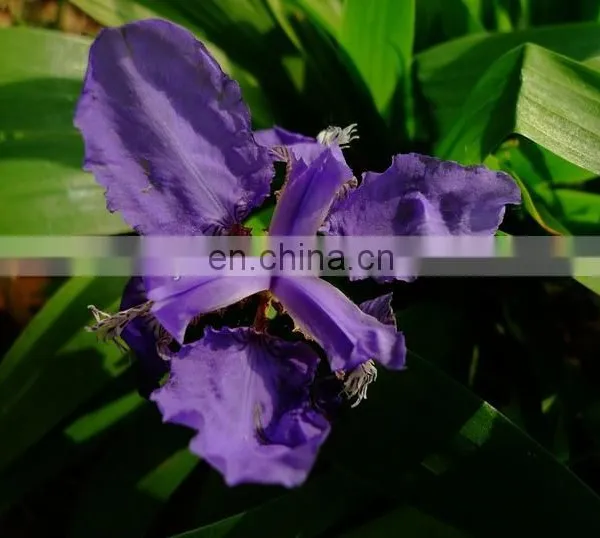 Orris Root Ratio Extract / Orris Root Extract photo-2