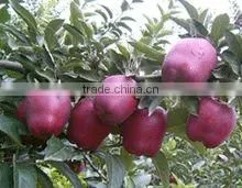 Hua Niu Apple