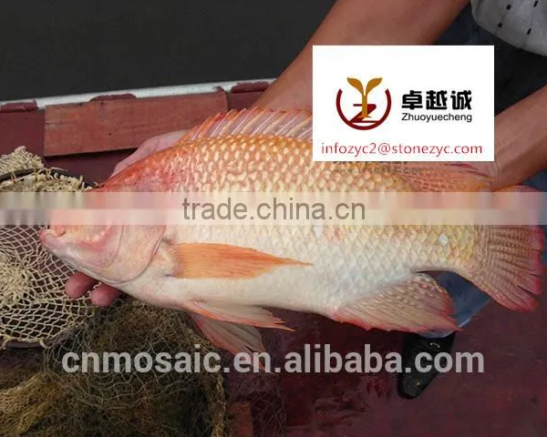 Seafood Red Frozen Tilapia