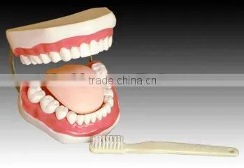 Teeth Model,Study Models