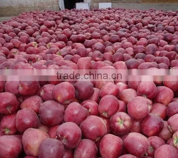 Red Delicious Apple photo-4