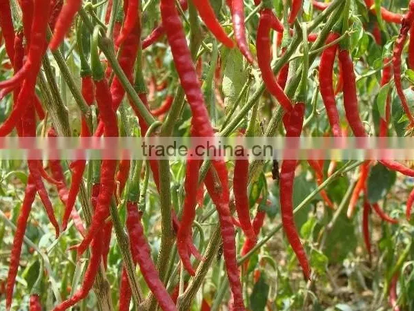 BEST QUALITY HOT RED CHILI FOR SUPPLY photo-4