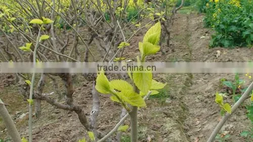 Morus Alba L Seedling photo-2