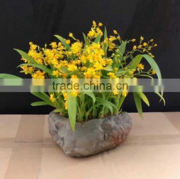 Oncidium Orchid photo-3