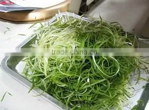 Restaurant Counter Top Commercial Electric Green Onion Cutter/Onion Shredder/Green Onion Cutting Machine photo-2