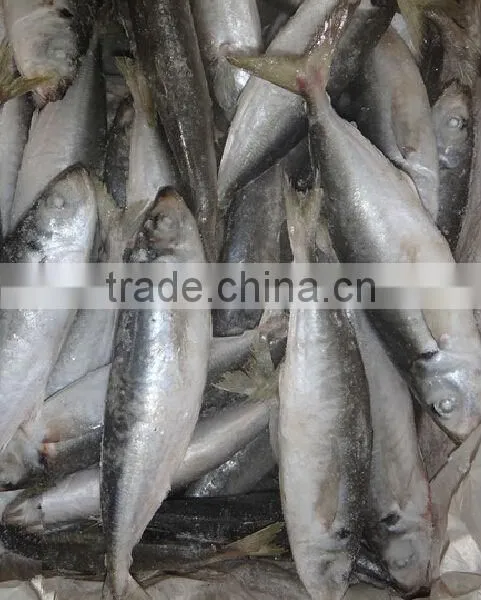 Frozen Horse Mackerel photo-3
