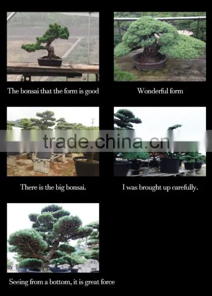 Professional and High-grade Bonsai Plants for Sale Tree at Custom Tailoring photo-4