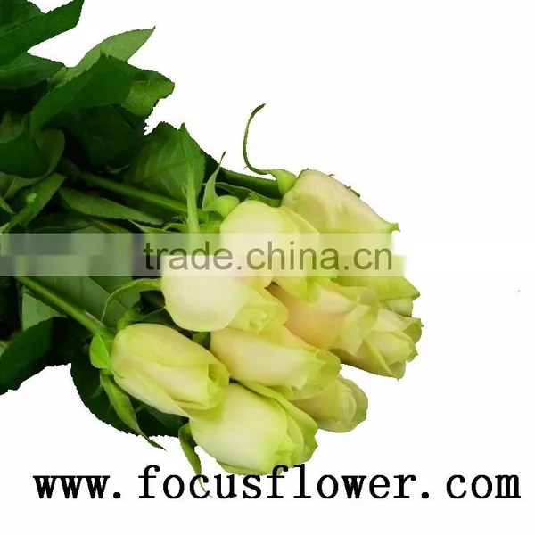 Newest Fresh Cut Roses Happy Valentine Rose Vendela Rose With 0.8_1.2kg/bundle From China Kenya photo-2