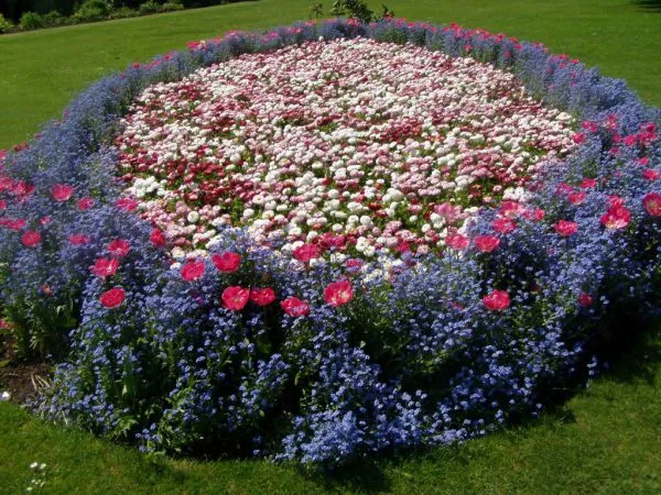 Emerald Green Landscaping Ornamental Garden Plants 40-60cm Yellow