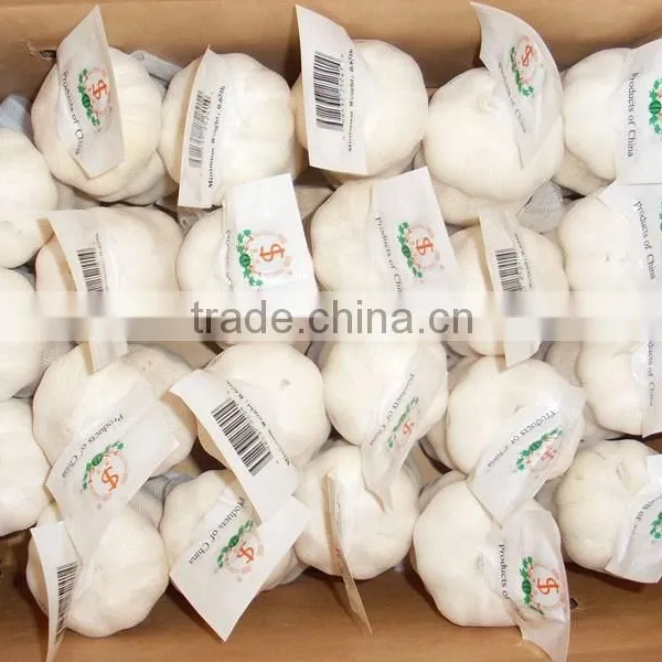 Fresh Garlic photo-2