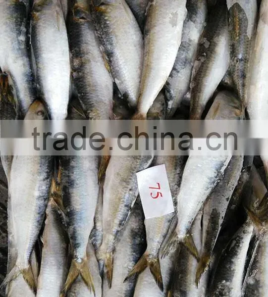 Frozen Sardine