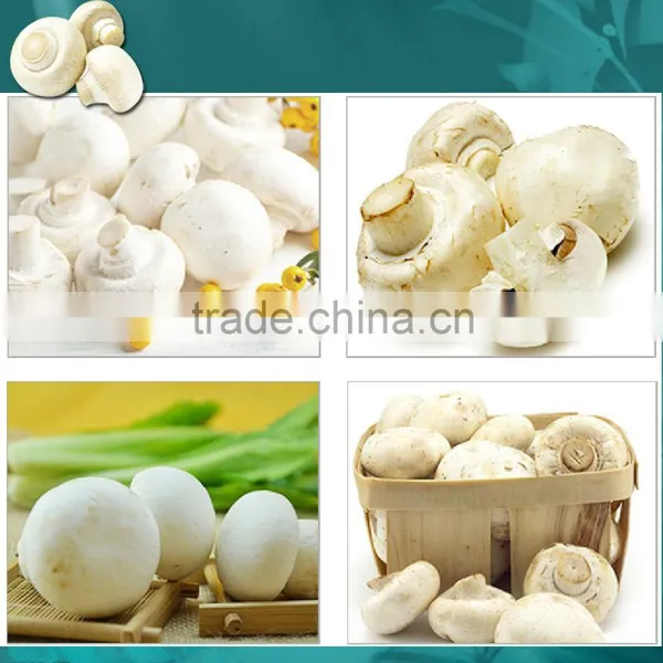 Frozen Agaricus Bisporus IQF Agaricus Bisporus photo-3