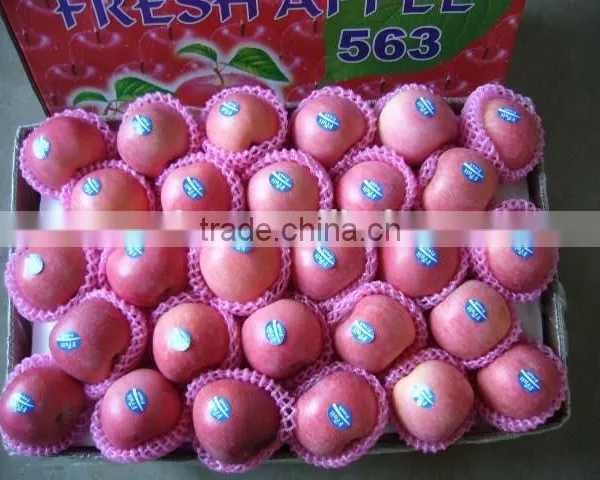 China Fresh Fruit photo-3
