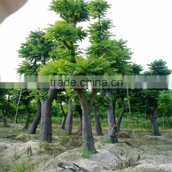 Swietenia Mahagoni(L.)Jacq. photo-4