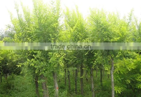 Ulmus Pumila L. Tree photo-6
