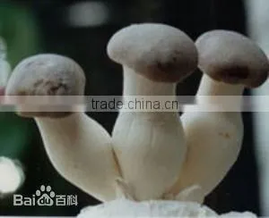 Agaricus Bisporus/ Pleurotus Eryngii With ISO, HACCP and GAP Certification