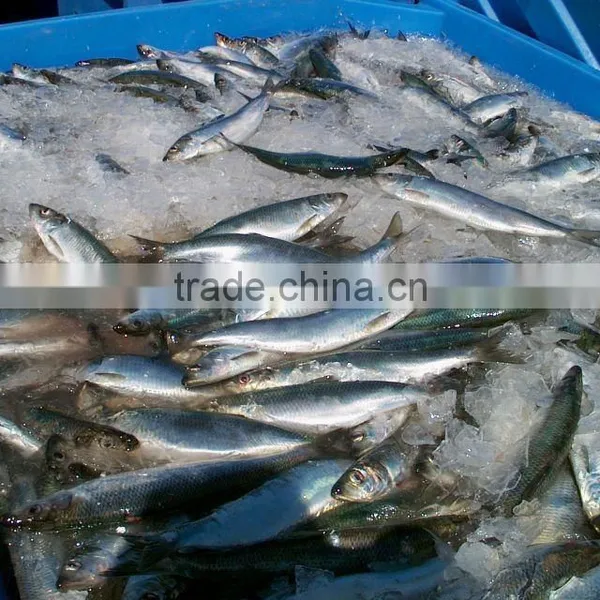 Seafood Frozen Herring